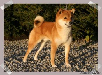 Shiba Inu Ikkyu