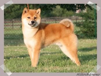 Shiba Inu Ikkyu