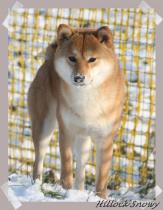 Shiba Inu Kimiko