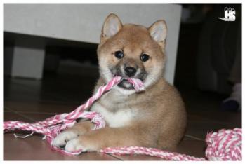 Shiba Inu Ikkyu