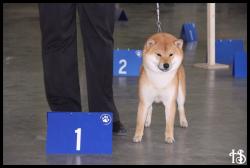 Masaru shiba charleroi show meilleur jeune