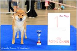 Masaru Best puppy Mons show