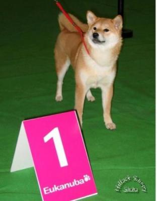 Shiba Inu Natsu Hime Show best baby