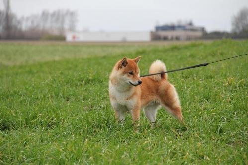 shiba inu shinichirou